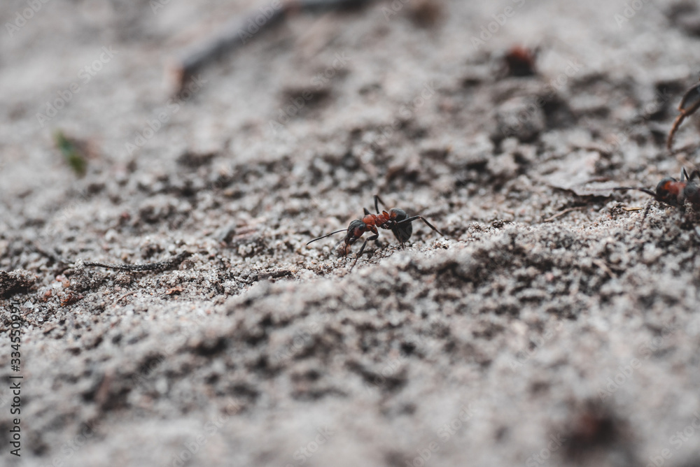 Fototapeta premium Mrówka na piasku