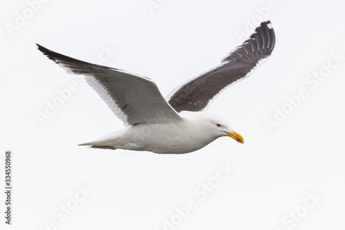 Seagull in flight on white sky background, view from side. Flying kelp gull, also known as the Dominican gull and Black Backed Kelp Gull. Scientific name: Larus dominicanus.