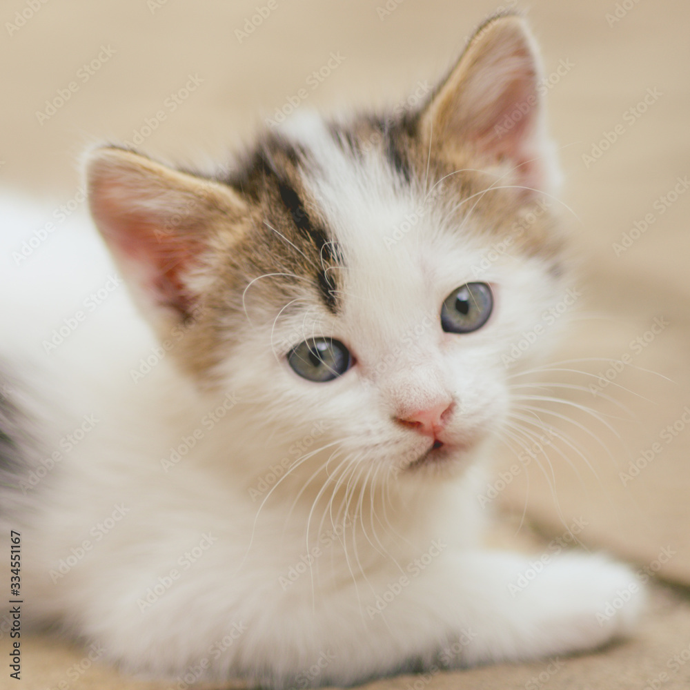 Lovely white kitten closeup face portrait outdoor.