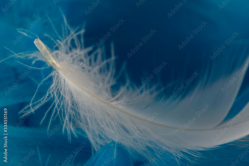 Naklejka premium Macro view of one white feather
