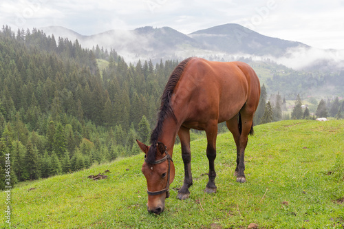Horse grazes in the morning on the mountain pasture. Carpathians