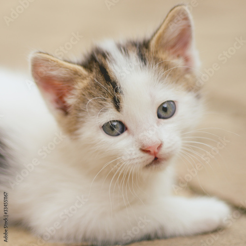 Lovely white kitten closeup face portrait outdoor. © Omega