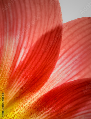 Red amaryllis flower petals in bloom isolated on a white background