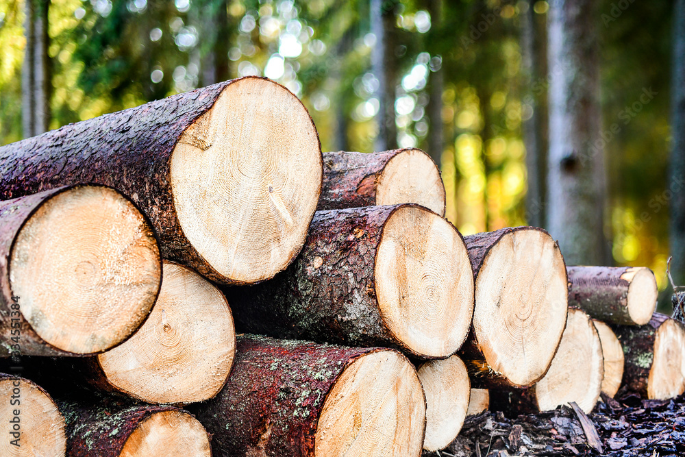 Log trunks pile, the logging timber forest wood industry. Wooden trunks Log trunks pile, the logging timber forest wood industry. Wooden trunks