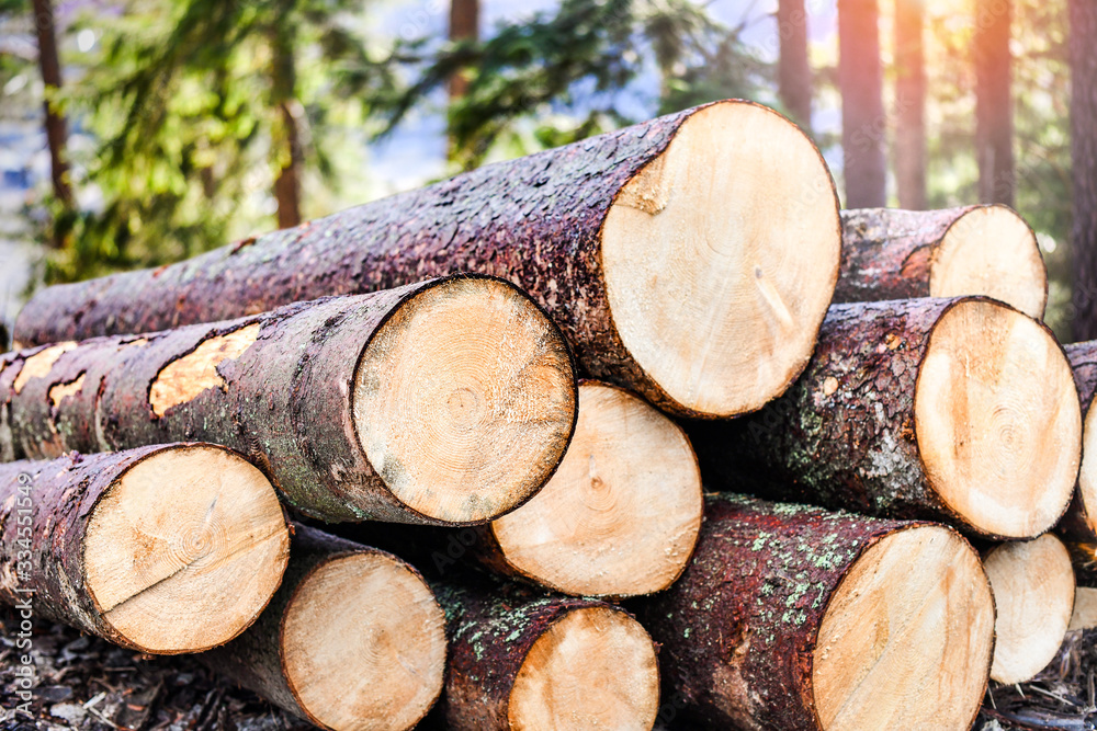 Log trunks pile, the logging timber forest wood industry. Wooden trunks Log trunks pile, the logging timber forest wood industry. Wooden trunks
