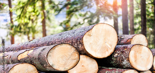Log trunks pile, the logging timber forest wood industry. Wide banner or panorama wooden trunks
