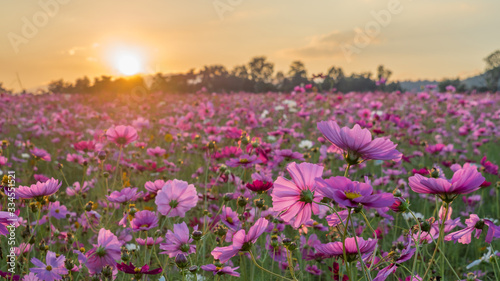Flower field in summer.Scenery view of beautiful cosmos flower field in morning.Pink flowers field landscape