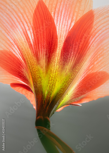 Red amaryllis flower petals in bloom isolated on a grey background