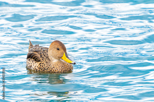 Yellow-billed Pintail (Anas georgica georgica) swimming at Almirante Montt Gulf - Chile photo