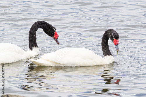 Black necked Swan  cygnus melancoryphus  in southern Chile