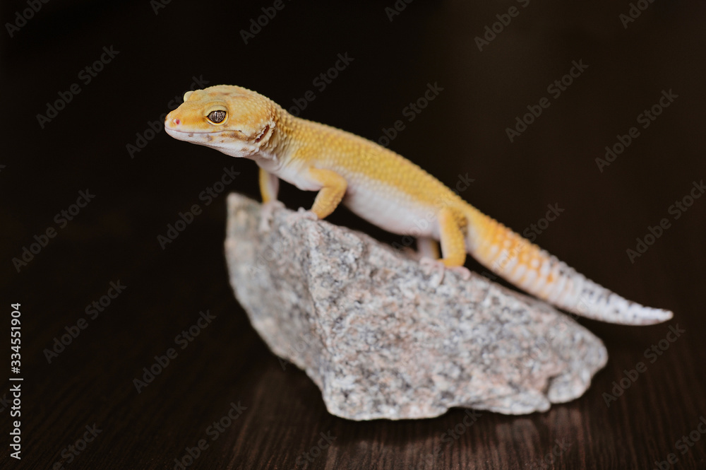 Fototapeta premium Cute exotic pet reptile gecko Leopard Gecko-eublepharis in selective focus. Artificial lighting.