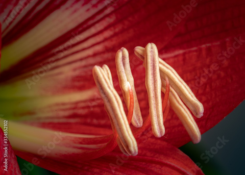 Red amaryllis flower in bloom isolated on a black background