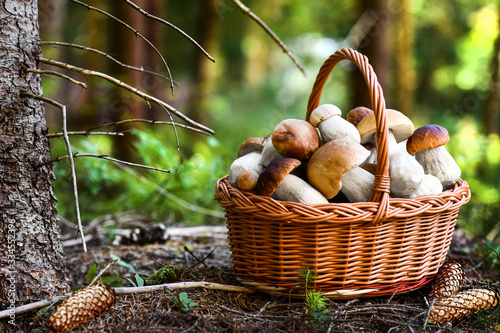 Mushroom Boletus in wicker basket. Autumn Cep Mushrooms. Spring Boletus edulis detail. Cooking delicious organic food mushroom.