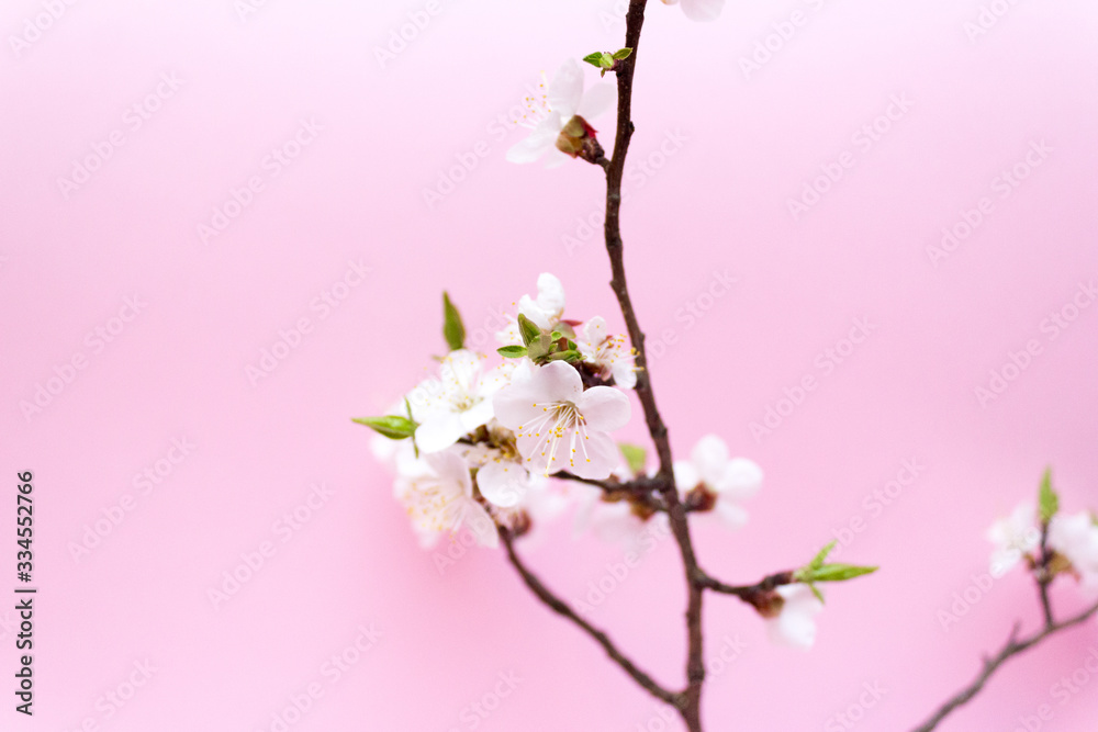 Cherry blossom, spring concept, cherry tree