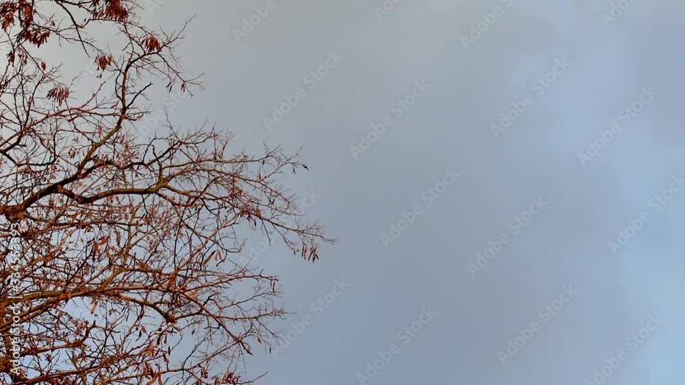 Black tree silhouette on sunset cloudy dramatic sky. Dark contrast natural mystic background Black tree silhouette on sunset cloudy dramatic sky. Dark contrast natural mystic background