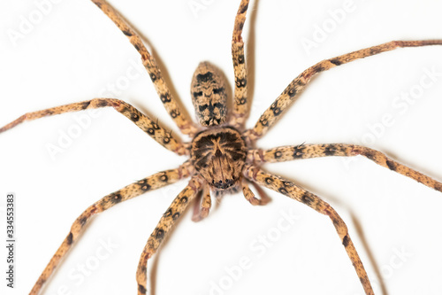 A large brown and black spider on a white wall