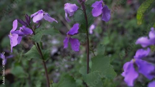 nature