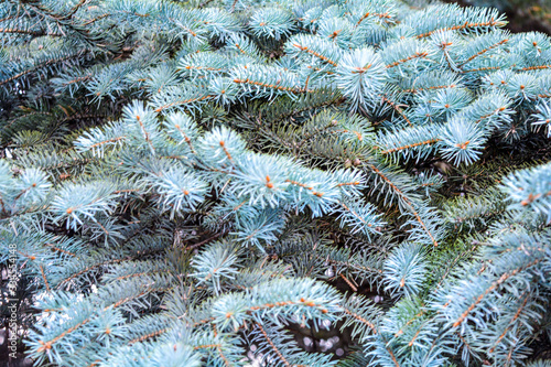 Green prickly branches of fir-tree, pine or spruce tree