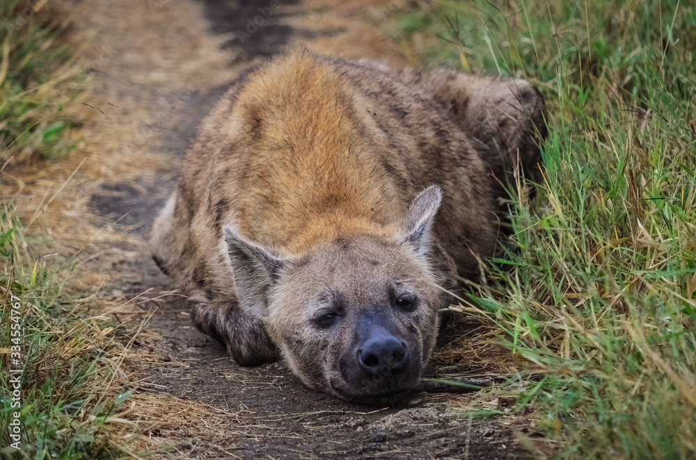 Hyena resting on a dirt path