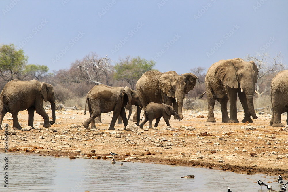 Fototapeta premium African elephants (Loxodonta africana) at the waterhole - Namibia Africa 
