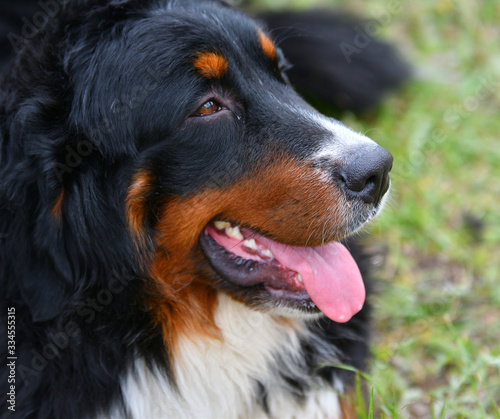 Bernese mountain dog or Bernese Shepherd on a walk