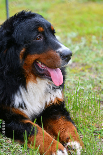 Bernese mountain dog or Bernese Shepherd on a walk