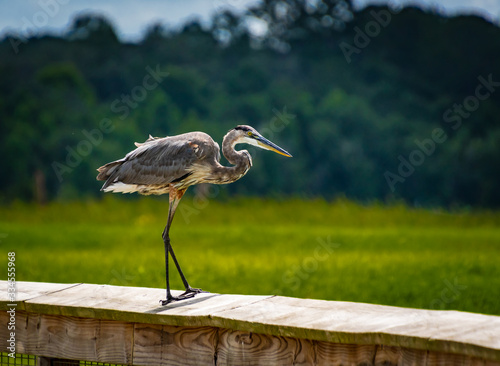 Great Blue Heron walking on boardwalk at Gainesville wetlands in Florida.