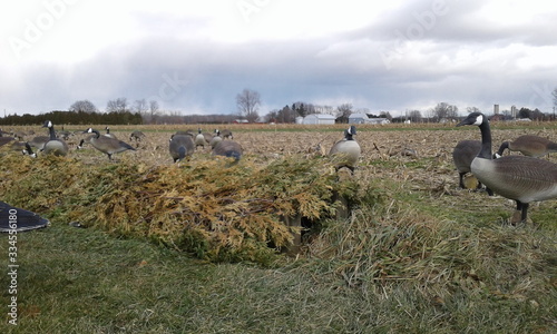 waterfowler photo