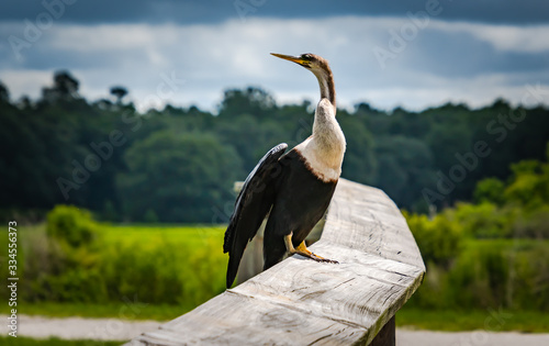 Bild auf Leinwand Anhinga sunning on rail at wetlands in Gainesville Florida.