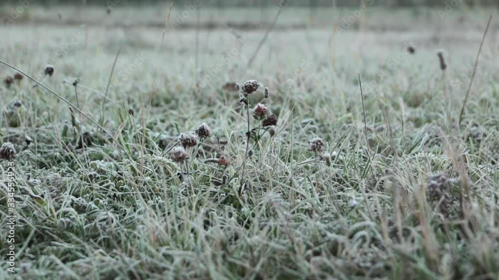 Iced grass in winter morning slider shoot. Ice cold frost covered grass in the early morning Iced grass in winter morning slider shoot. Ice cold frost covered grass in the early morning
