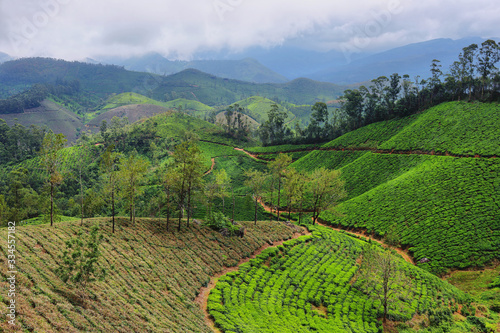 Tea plantations. Munnar, Kerala, India