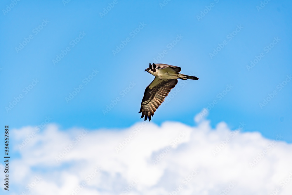Obraz premium Osprey Fishing Eagle flying over wetlands in Gainesville Forida.