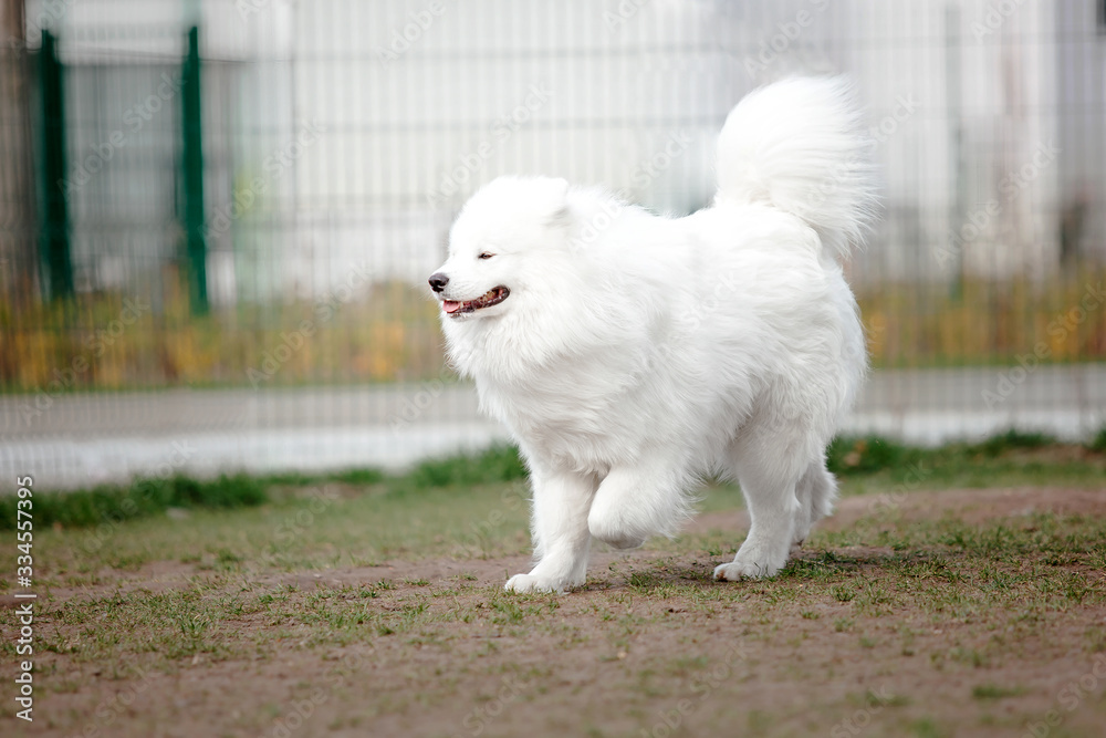 Beautiful samoyed dog running outdoor. White dog. Dog playing Beautiful samoyed dog running outdoor. White dog. Dog playing