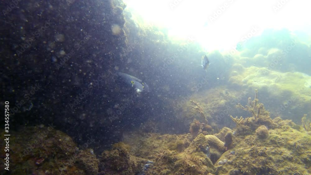 French angelfish recorded in a dive in Três Ilhas, Guarapari. Video recorded in 2020.