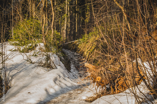 a snow-covered path runs through a spring forest