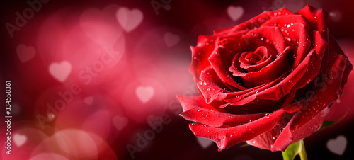 One red rose flower on love heart background.  Valentines day wide roses banner. Copy space for text.