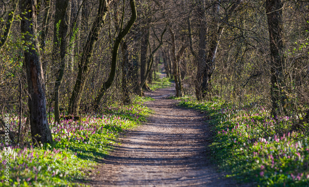 Spring in the forest with million wildflowers