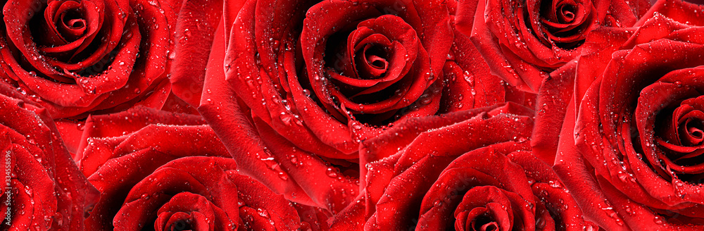 Red roses top view wide banner. Flowers on background top view. Valentines day wide roses panorama photo. Red roses top view wide banner. Flowers on background top view. Valentines day wide roses panorama photo.