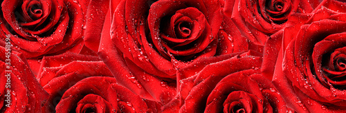 Fototapeta Naklejka Na Ścianę i Meble -  Red roses top view wide banner. Flowers on  background top view.  Valentines day wide roses panorama photo.