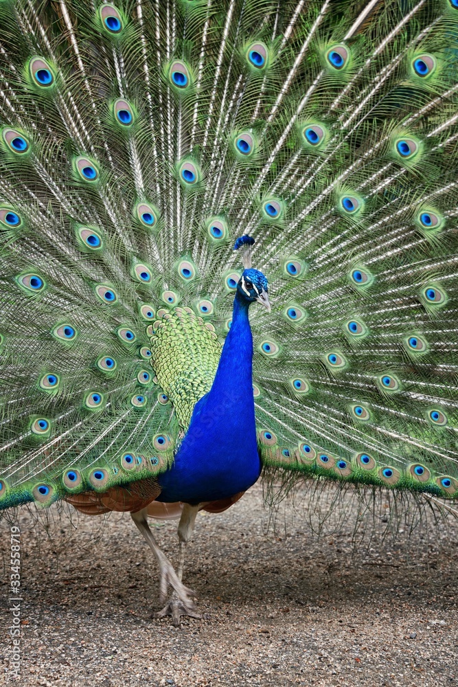 Obraz premium Peacock