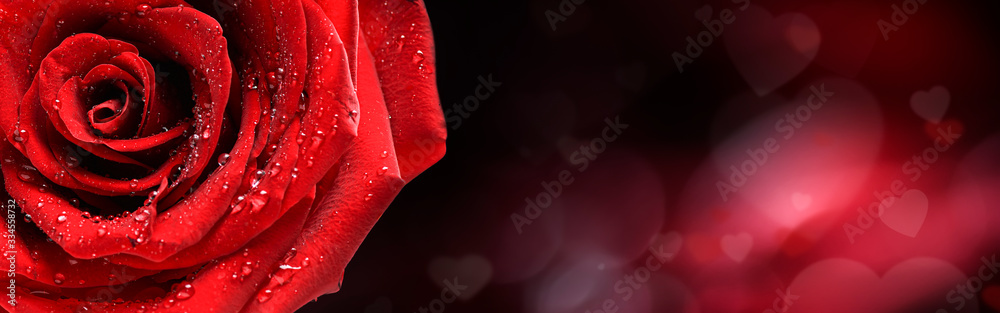 Red rose flower panorama on love hearts background.  Valentines day wide roses banner copy space for text.