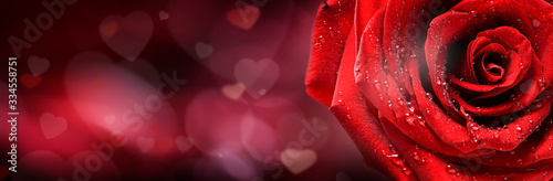 Red rose flower panorama on love hearts background.  Valentines day wide rose...