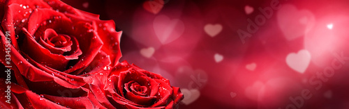 Red rose flower panorama on love hearts background.  Valentines day wide roses banner copy space for text.