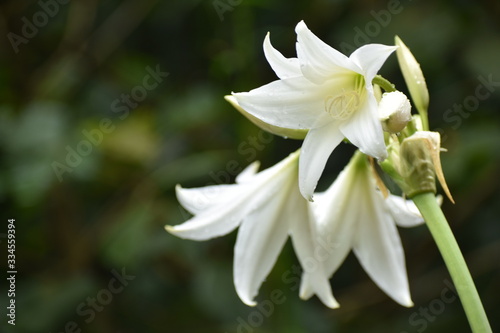 Pura Belleza