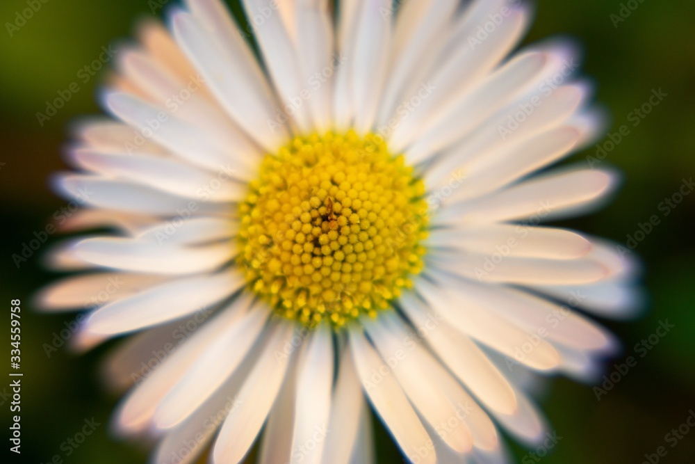 Fototapeta premium Camomile daisy flowers in the grass, white and yellow. Slovakia