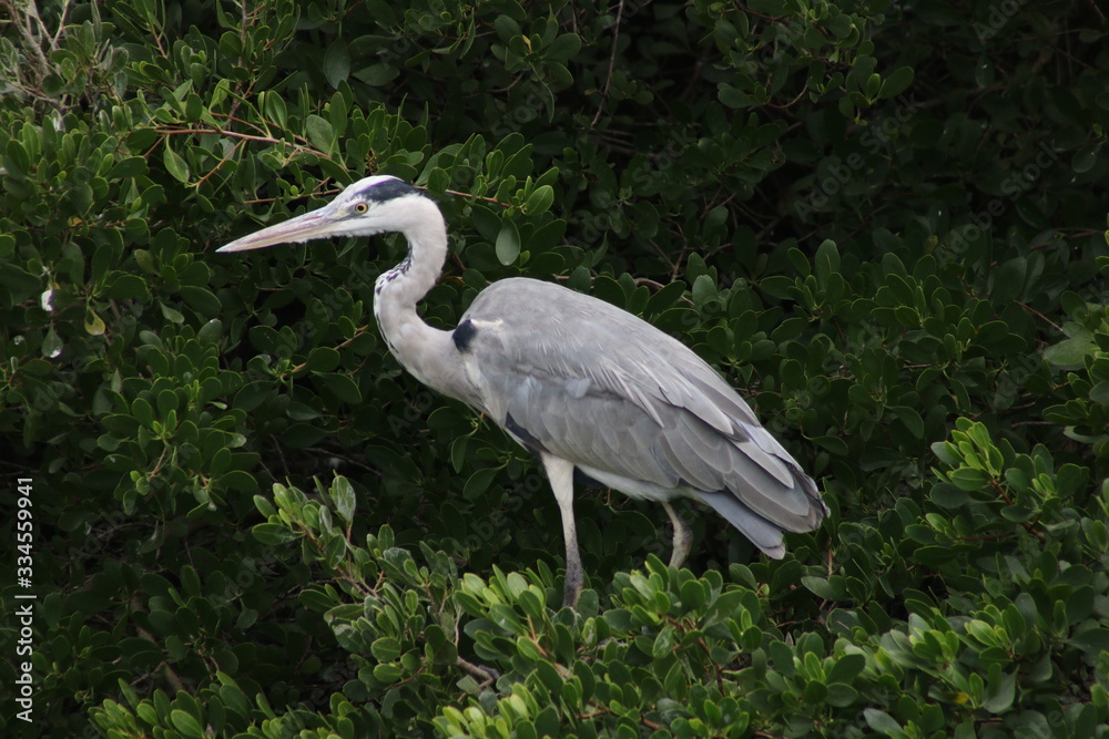 Gray Heron