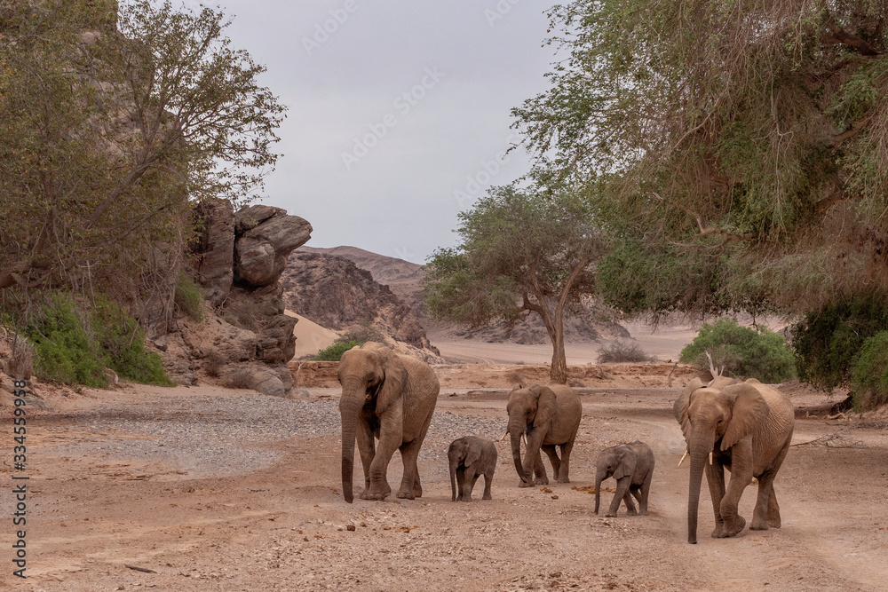 Fototapeta premium Desert-adapted Elefants Hoanib River Namibia