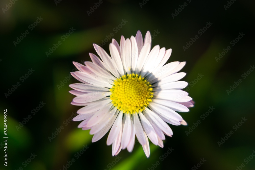Camomile daisy flowers in the grass, white and yellow. Slovakia Camomile daisy flowers in the grass, white and yellow. Slovakia