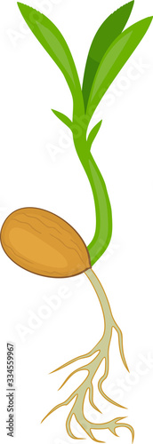 Peach sprout with green leaves and root system isolated on white background