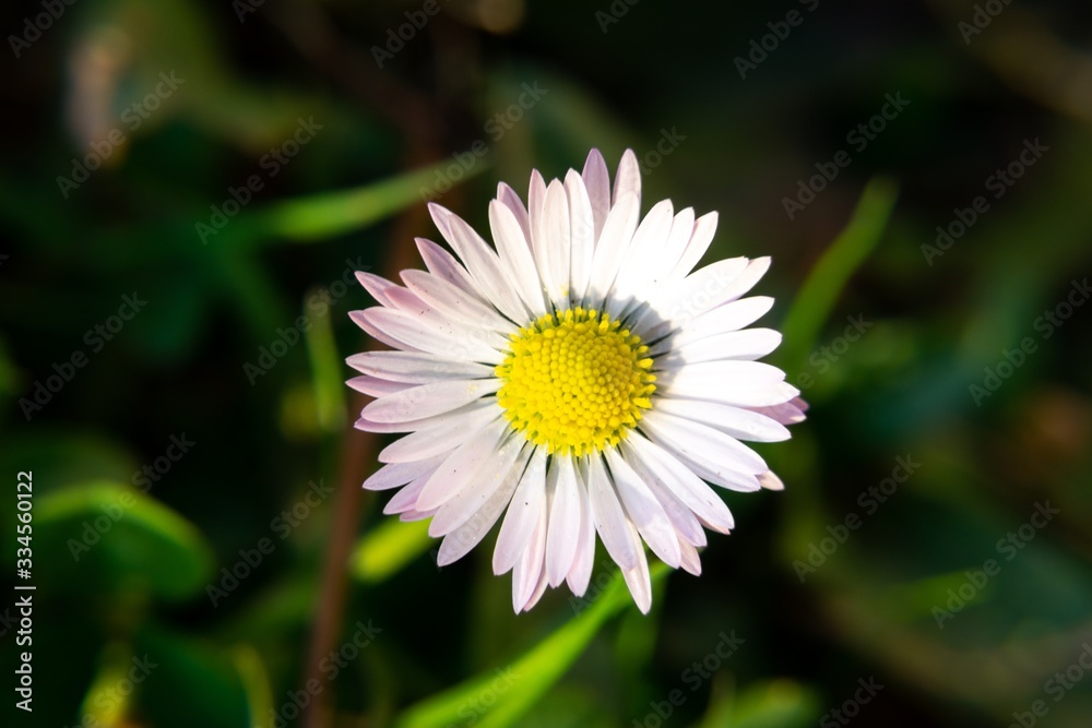 Camomile daisy flowers in the grass, white and yellow. Slovakia Camomile daisy flowers in the grass, white and yellow. Slovakia